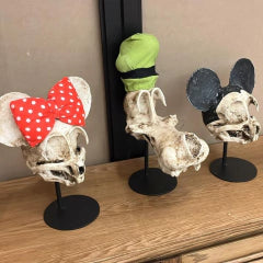 Cráneos de resina