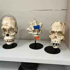 Cráneos de resina